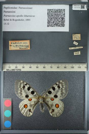 Media type: image;   Entomology 175179